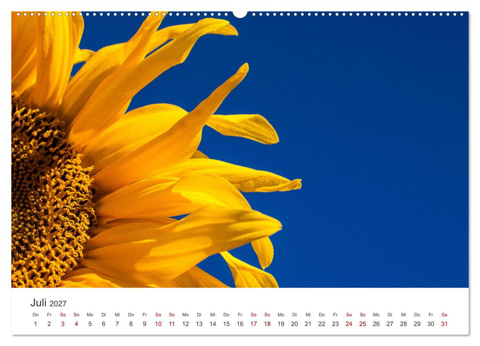 Sonnenblumen - Erstrahlen im freundlichen Gelb. (CALVENDO Premium Wandkalender 2027)