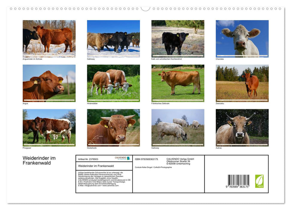 Weiderinder im Frankenwald (CALVENDO Premium Wandkalender 2027)