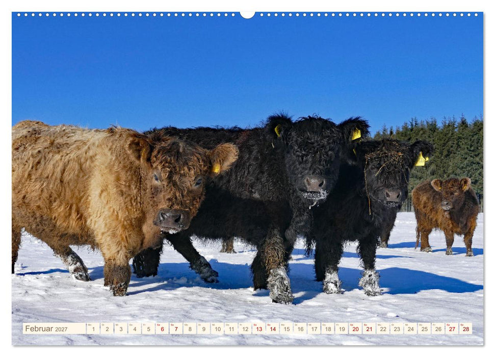 Weiderinder im Frankenwald (CALVENDO Premium Wandkalender 2027)