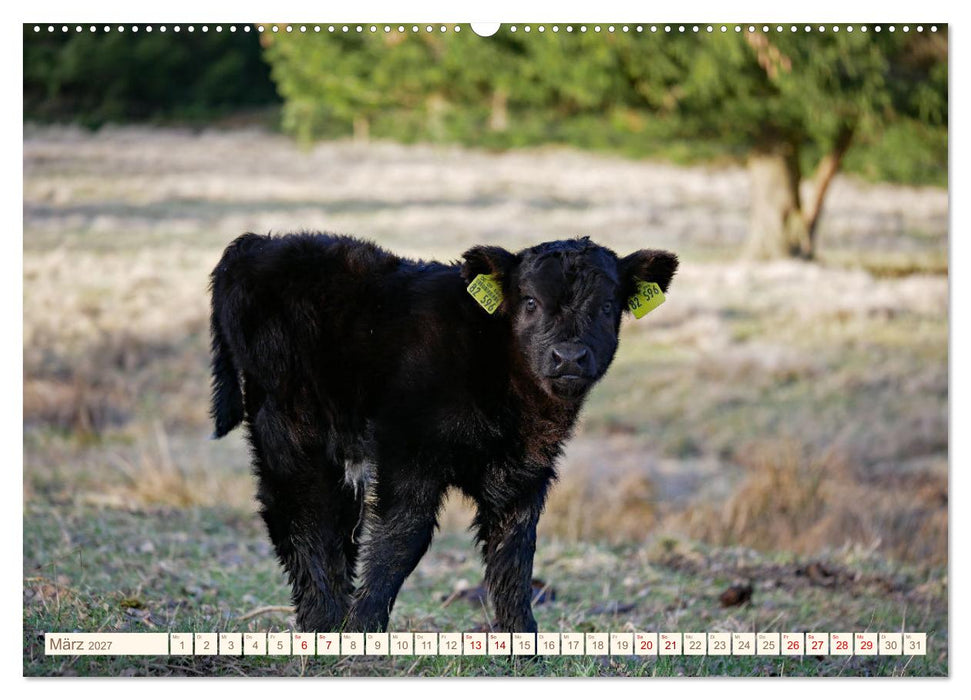 Weiderinder im Frankenwald (CALVENDO Premium Wandkalender 2027)