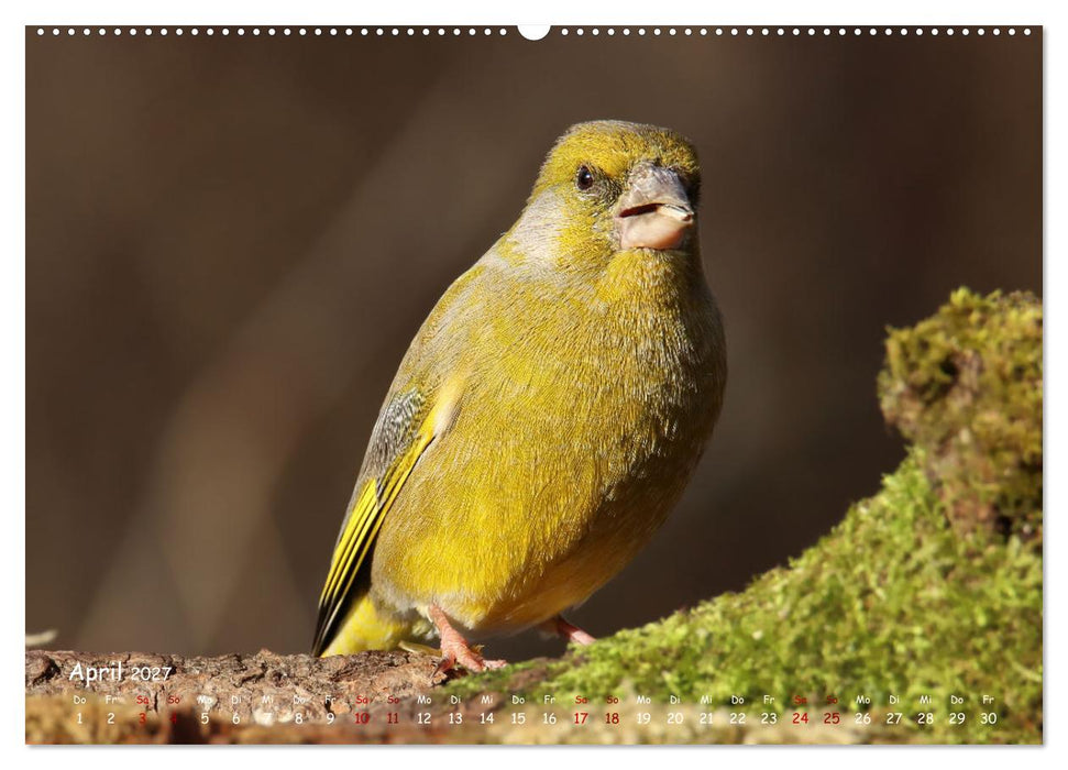 Wildvogelkalender (CALVENDO Premium Wandkalender 2027)