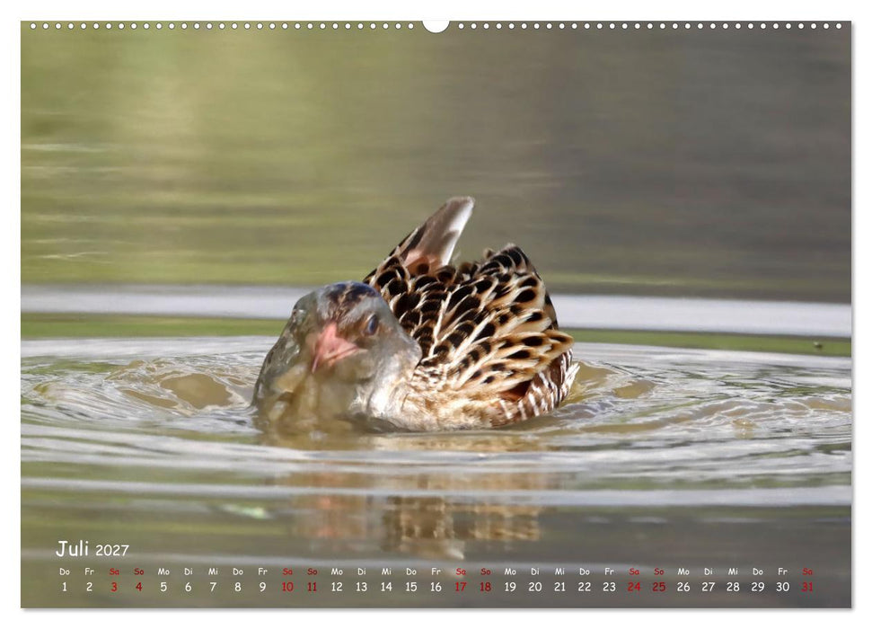 Wildvogelkalender (CALVENDO Premium Wandkalender 2027)