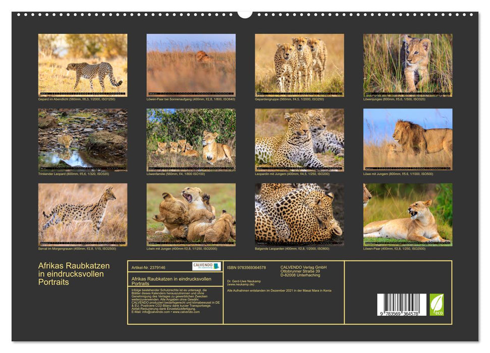 Afrikas Raubkatzen in eindrucksvollen Portraits (CALVENDO Premium Wandkalender 2027)
