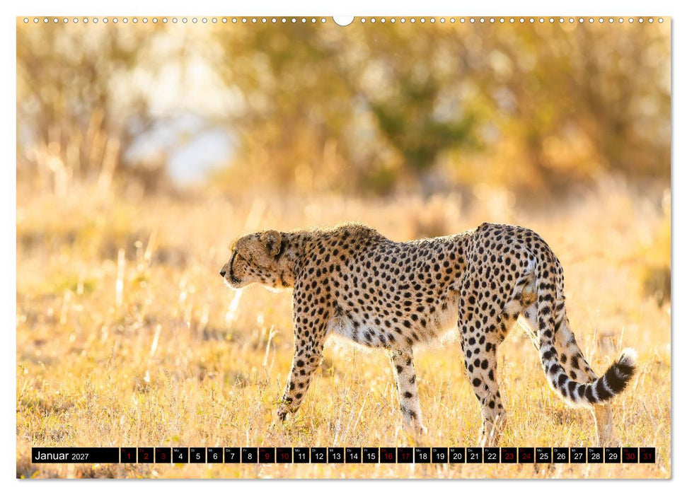 Afrikas Raubkatzen in eindrucksvollen Portraits (CALVENDO Premium Wandkalender 2027)