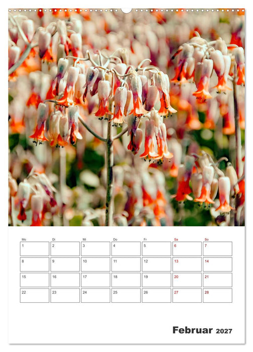 Dornige Schönheiten - Kakteen und Sukkulenten (CALVENDO Wandkalender 2027)