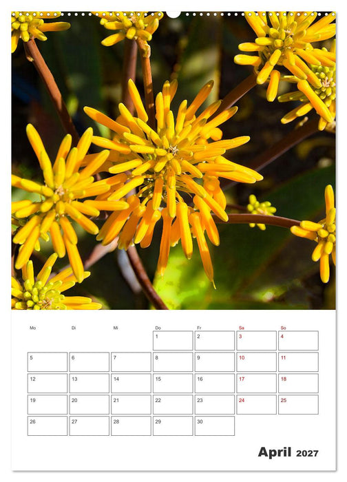 Dornige Schönheiten - Kakteen und Sukkulenten (CALVENDO Wandkalender 2027)