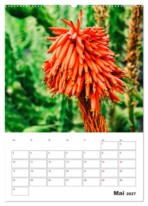 Dornige Schönheiten - Kakteen und Sukkulenten (CALVENDO Wandkalender 2027)