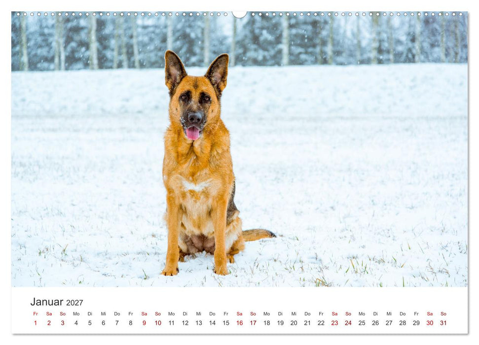 Schäferhunde - Die gutmütigen Wegbegleiter. (CALVENDO Premium Wandkalender 2027)