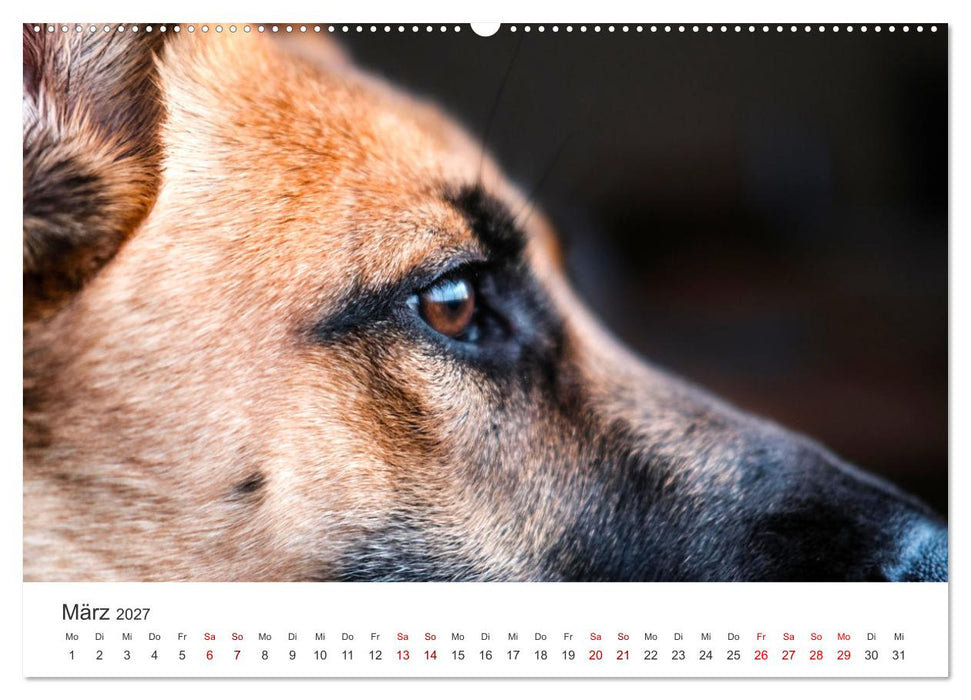 Schäferhunde - Die gutmütigen Wegbegleiter. (CALVENDO Premium Wandkalender 2027)