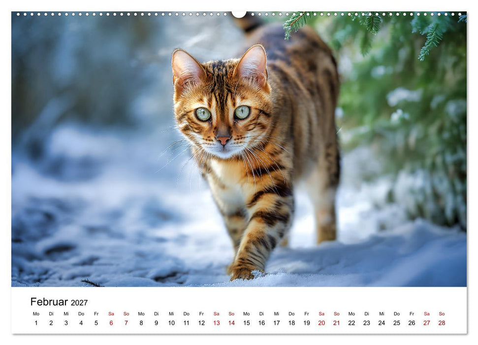 Das Erbe des Dschungels - Bengalkatzen im Porträt (CALVENDO Premium Wandkalender 2027)