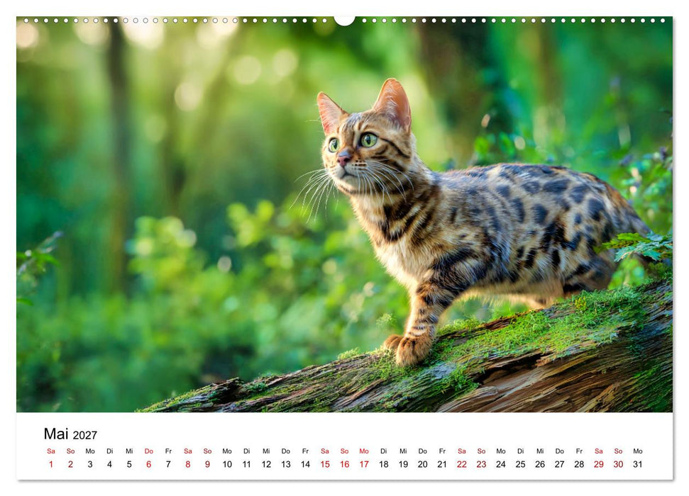 Das Erbe des Dschungels - Bengalkatzen im Porträt (CALVENDO Premium Wandkalender 2027)