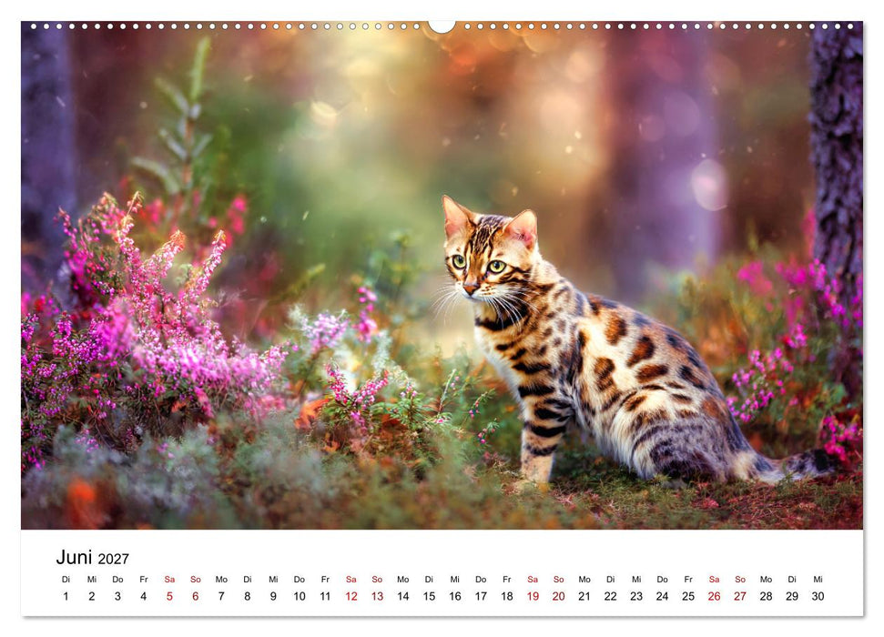 Das Erbe des Dschungels - Bengalkatzen im Porträt (CALVENDO Premium Wandkalender 2027)