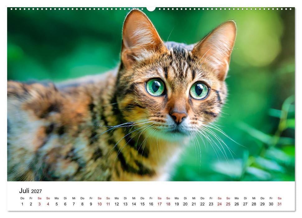Das Erbe des Dschungels - Bengalkatzen im Porträt (CALVENDO Premium Wandkalender 2027)