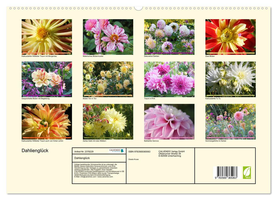 Dahlienglück (CALVENDO Premium Wandkalender 2027)