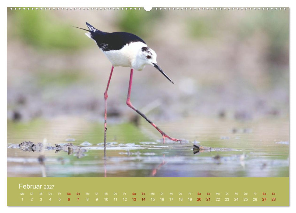Eine Reise zu den Stelzenläufern (CALVENDO Premium Wandkalender 2027)