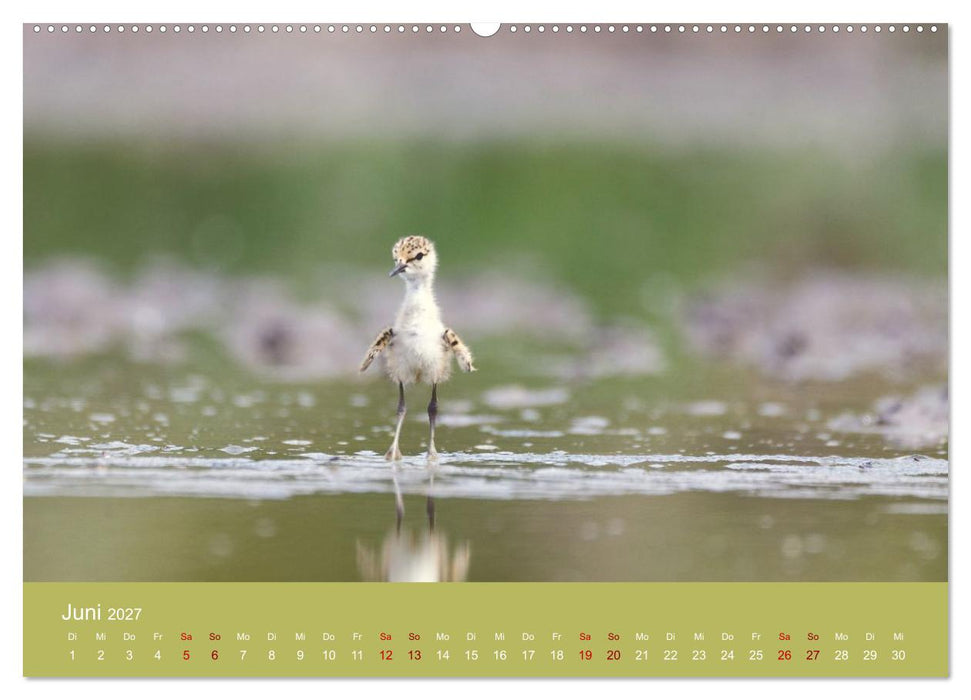Eine Reise zu den Stelzenläufern (CALVENDO Premium Wandkalender 2027)