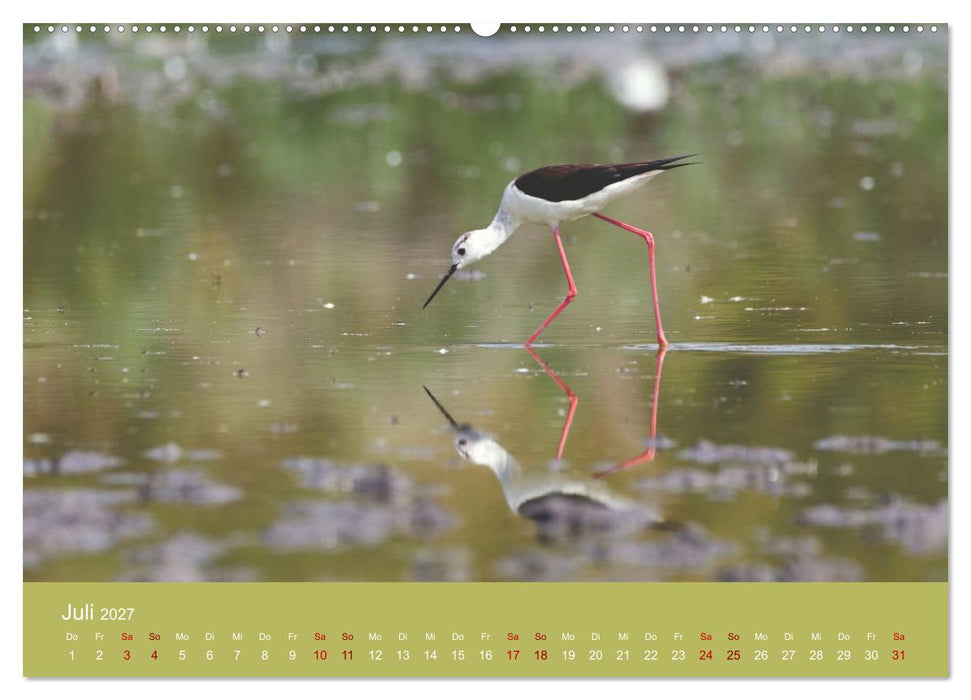 Eine Reise zu den Stelzenläufern (CALVENDO Premium Wandkalender 2027)
