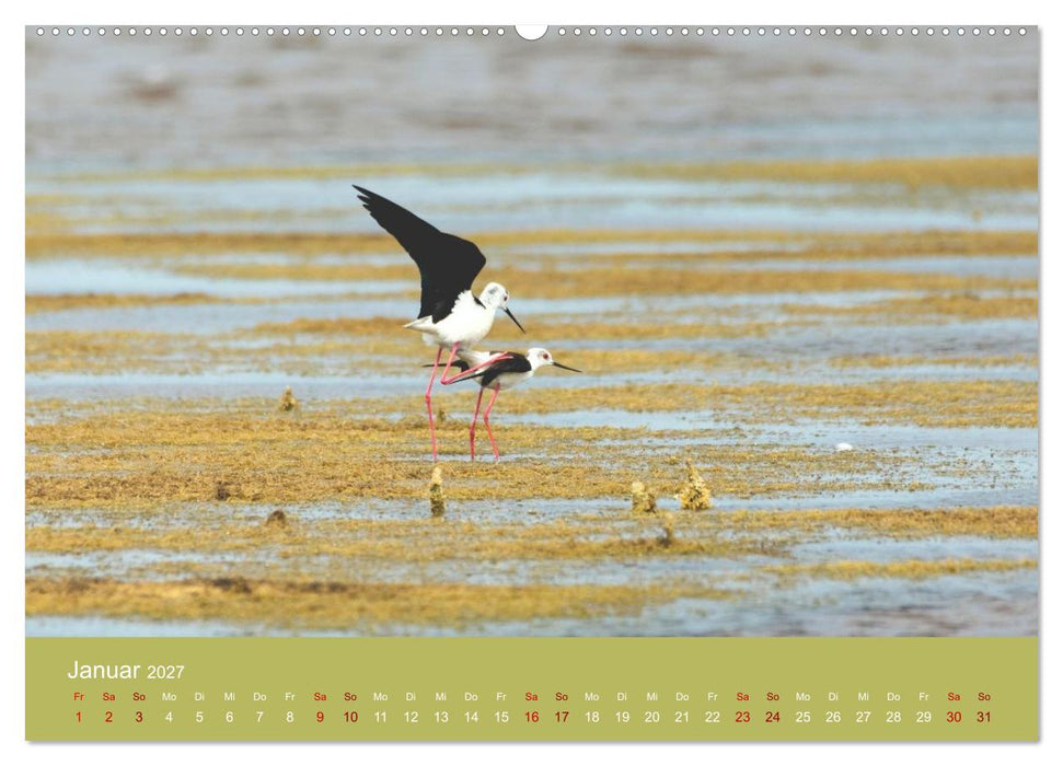 Eine Reise zu den Stelzenläufern (CALVENDO Wandkalender 2027)