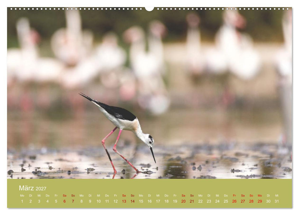 Eine Reise zu den Stelzenläufern (CALVENDO Wandkalender 2027)