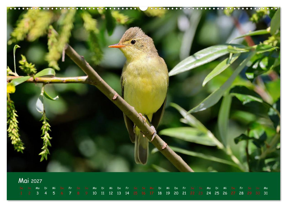 Der Birder (CALVENDO Premium Wandkalender 2027)