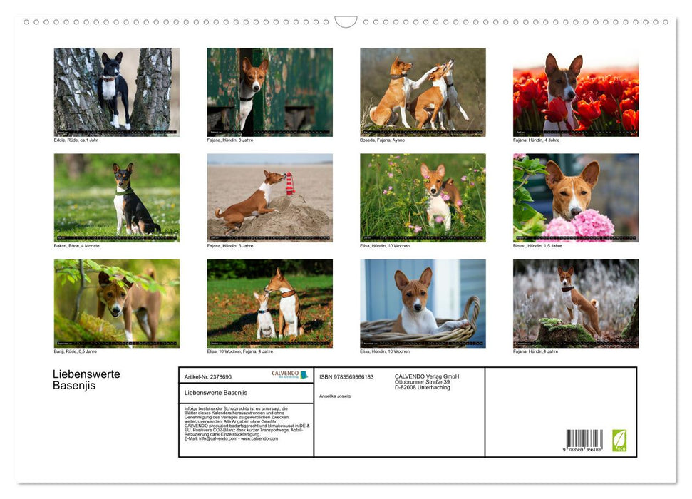 Liebenswerte Basenjis (CALVENDO Wandkalender 2027)