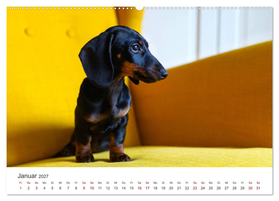 Dackelblicke - Lassen Herzen erwärmen. (CALVENDO Premium Wandkalender 2027)