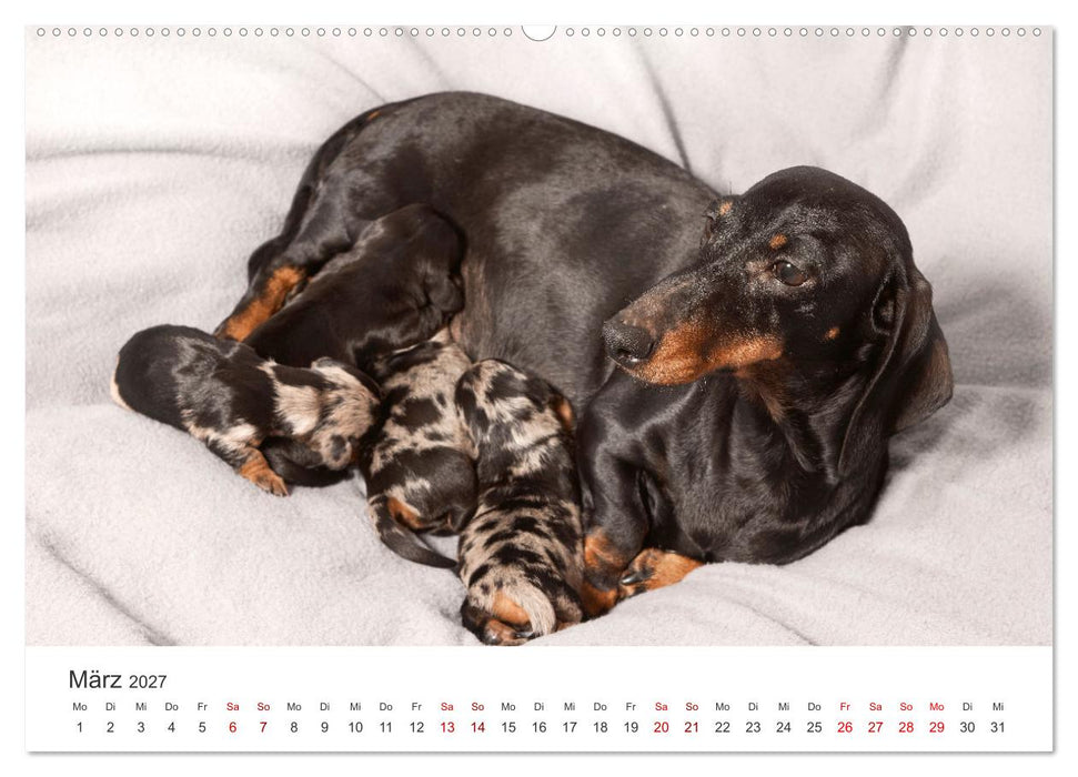 Dackelblicke - Lassen Herzen erwärmen. (CALVENDO Premium Wandkalender 2027)