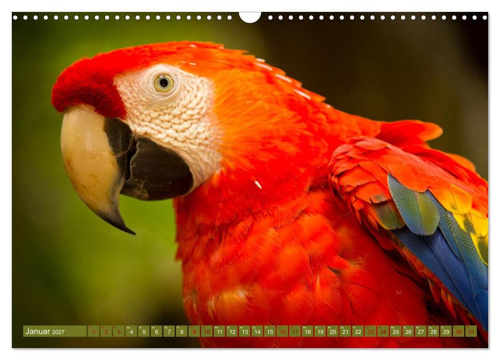 Zauberhaft Tierwelt in Costa Rica (CALVENDO Wandkalender 2027)