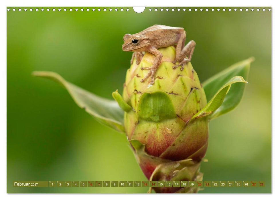 Zauberhaft Tierwelt in Costa Rica (CALVENDO Wandkalender 2027)