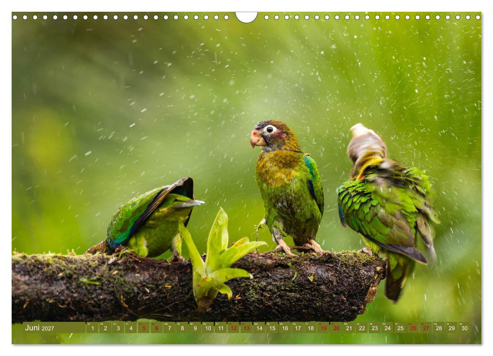 Zauberhaft Tierwelt in Costa Rica (CALVENDO Wandkalender 2027)
