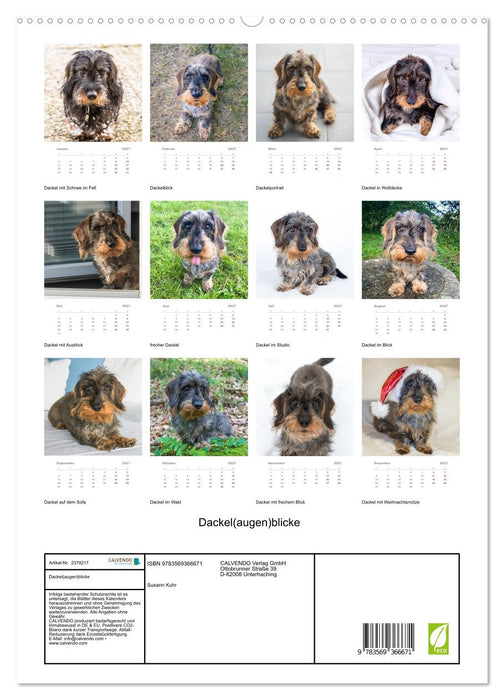 Dackel(augen)blicke (CALVENDO Premium Wandkalender 2027)