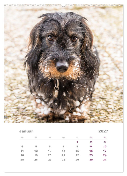 Dackel(augen)blicke (CALVENDO Premium Wandkalender 2027)