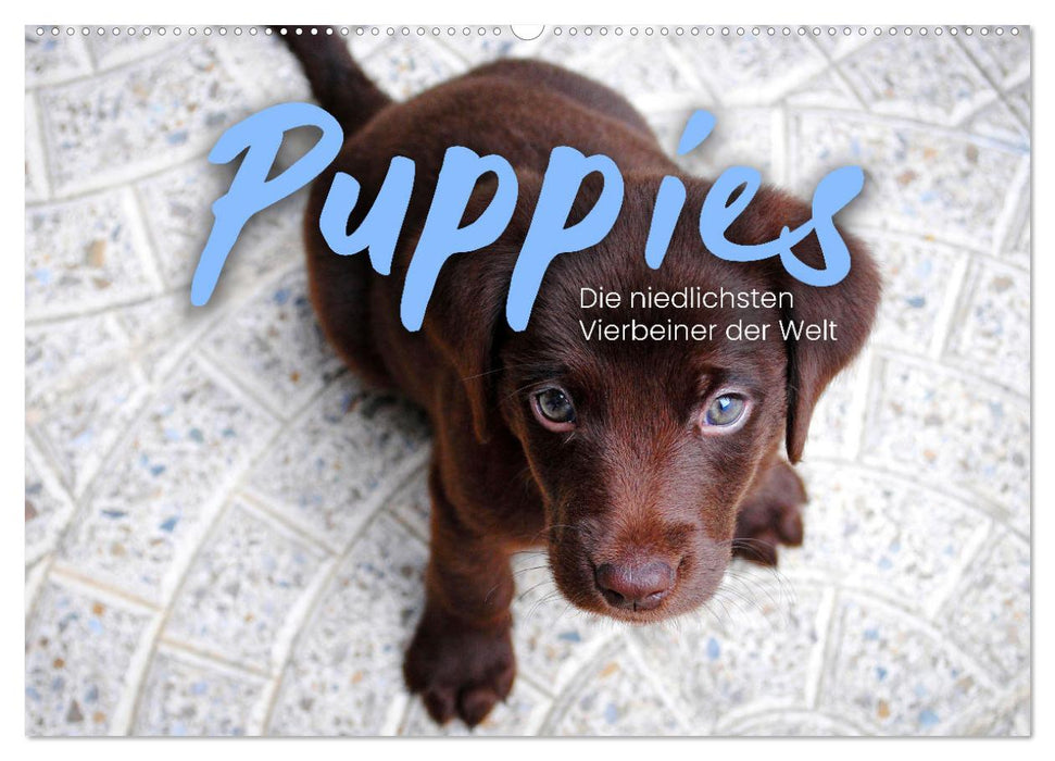 Puppies - Die niedlichsten Vierbeiner der Welt. (CALVENDO Wandkalender 2027)