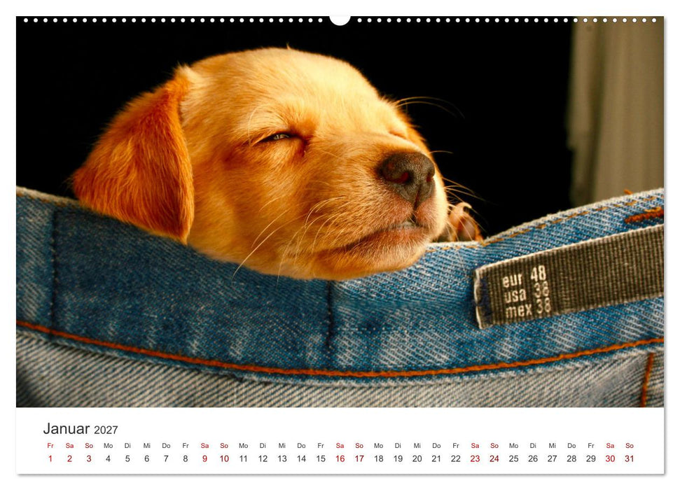 Puppies - Die niedlichsten Vierbeiner der Welt. (CALVENDO Wandkalender 2027)