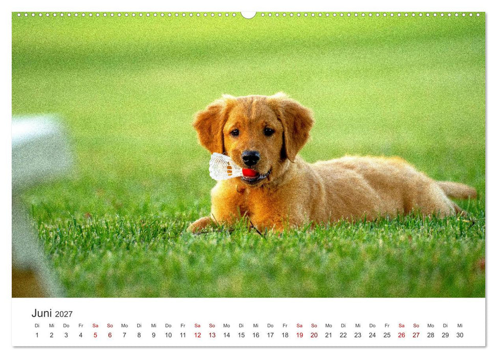 Puppies - Die niedlichsten Vierbeiner der Welt. (CALVENDO Wandkalender 2027)