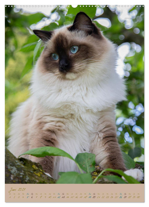 Plüschige Katzen im Garten (CALVENDO Premium Wandkalender 2027)