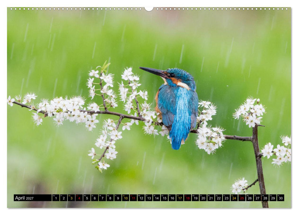 Magie Heimische Natur (CALVENDO Premium Wandkalender 2027)