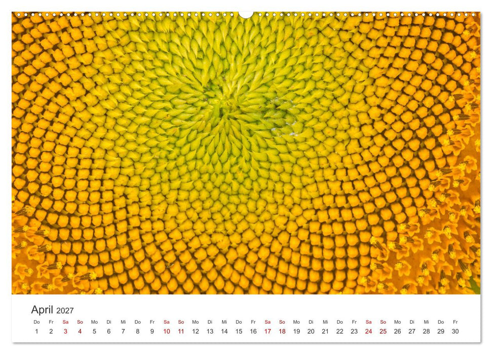 Sonnenblumen - Erstrahlen im freundlichen Gelb. (CALVENDO Wandkalender 2027)