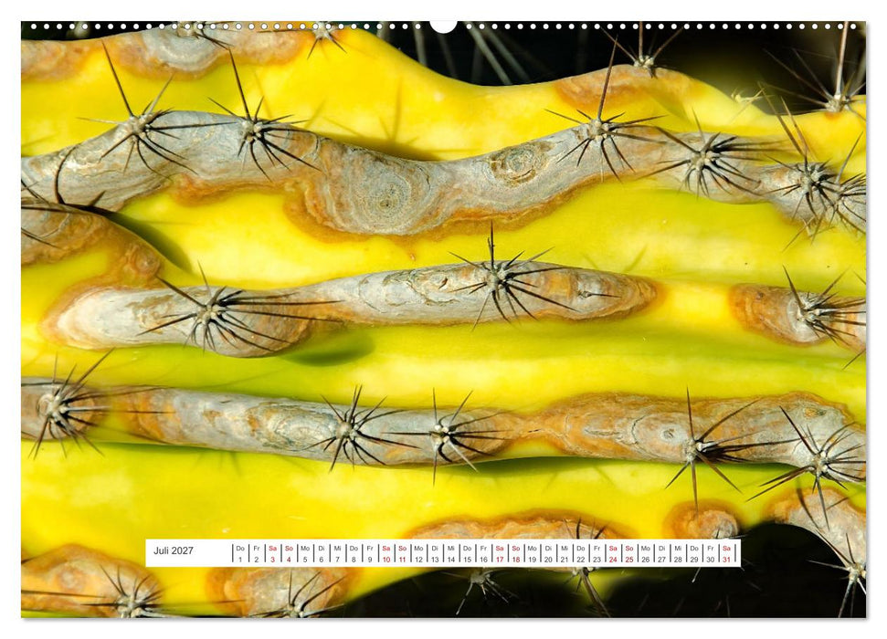Kakteen - stachelige, blühende Schönheiten (CALVENDO Premium Wandkalender 2027)