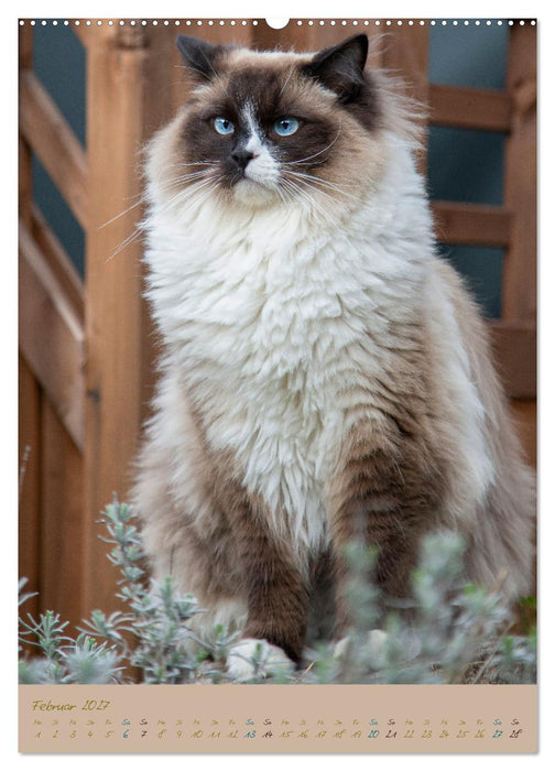 Plüschige Katzen im Garten (CALVENDO Wandkalender 2027)