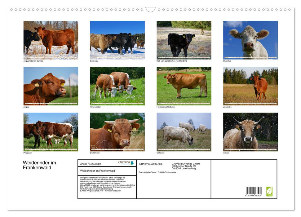 Weiderinder im Frankenwald (CALVENDO Wandkalender 2027)