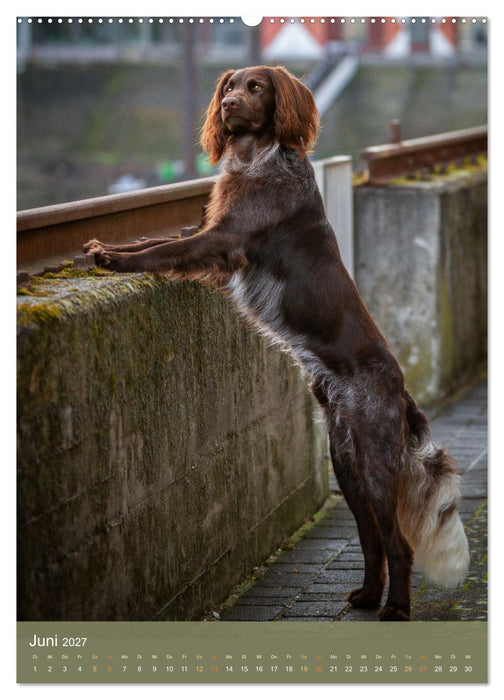 Deutsch Langhaar Butz - Jagdhund mit Passion und Herzblut (CALVENDO Wandkalender 2027)