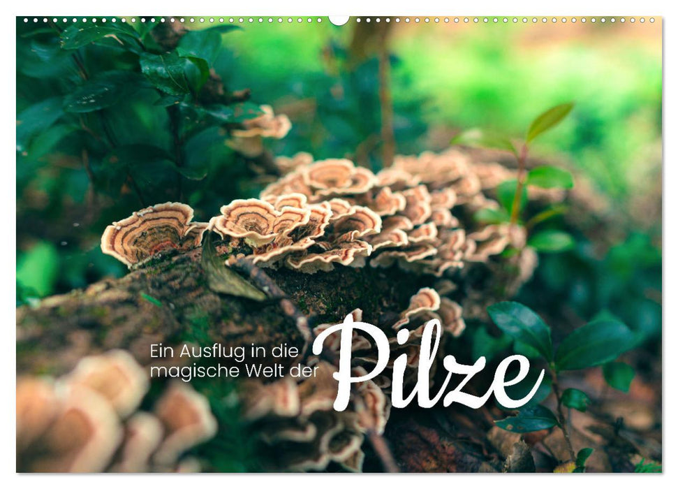 Ein Ausflug in die magische Welt der Pilze (CALVENDO Wandkalender 2027)