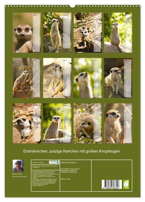 Erdmännchen, putzige Kerlchen mit großen Knopfaugen (CALVENDO Premium Wandkalender 2027)