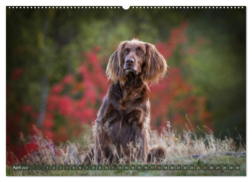 Passion Jagdhund - Deutsch Langhaar (CALVENDO Wandkalender 2027)