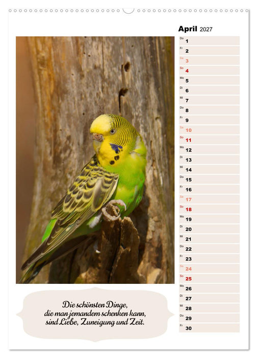 Niedliche Wellensittiche (CALVENDO Premium Wandkalender 2027)