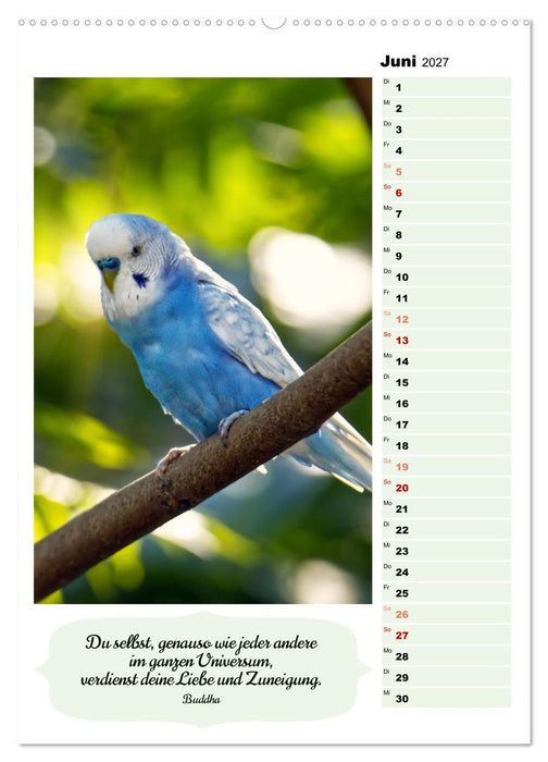 Niedliche Wellensittiche (CALVENDO Premium Wandkalender 2027)