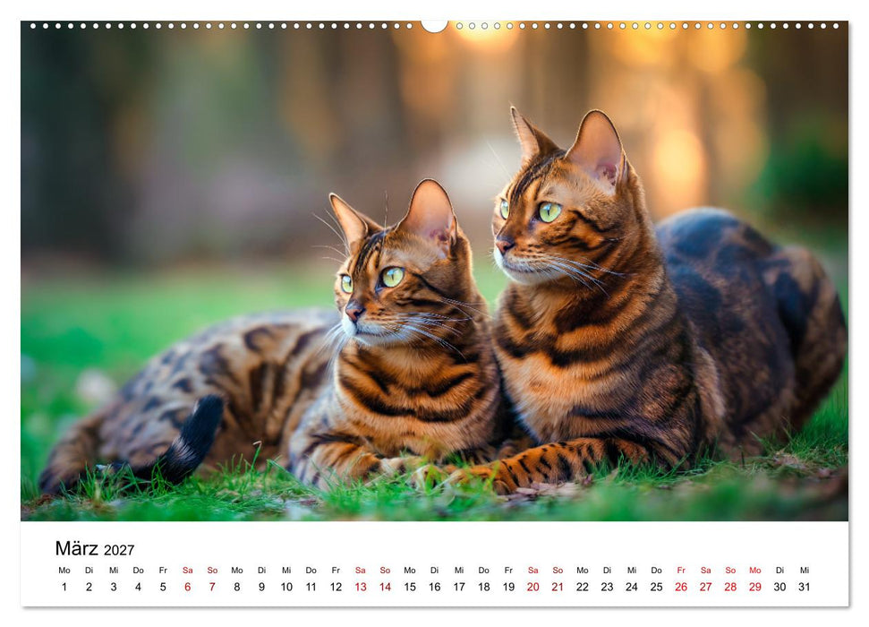 Das Erbe des Dschungels - Bengalkatzen im Porträt (CALVENDO Wandkalender 2027)