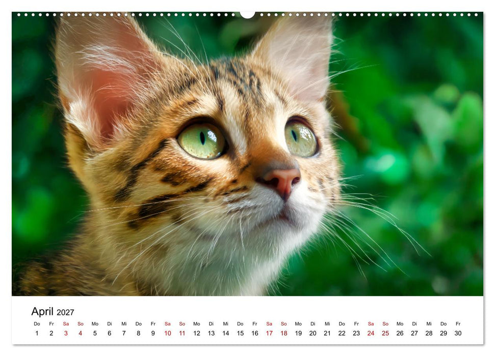 Das Erbe des Dschungels - Bengalkatzen im Porträt (CALVENDO Wandkalender 2027)