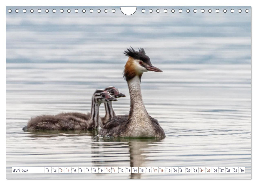 Oiseaux aquatiques en famille (CALVENDO Calendrier mensuel 2027)